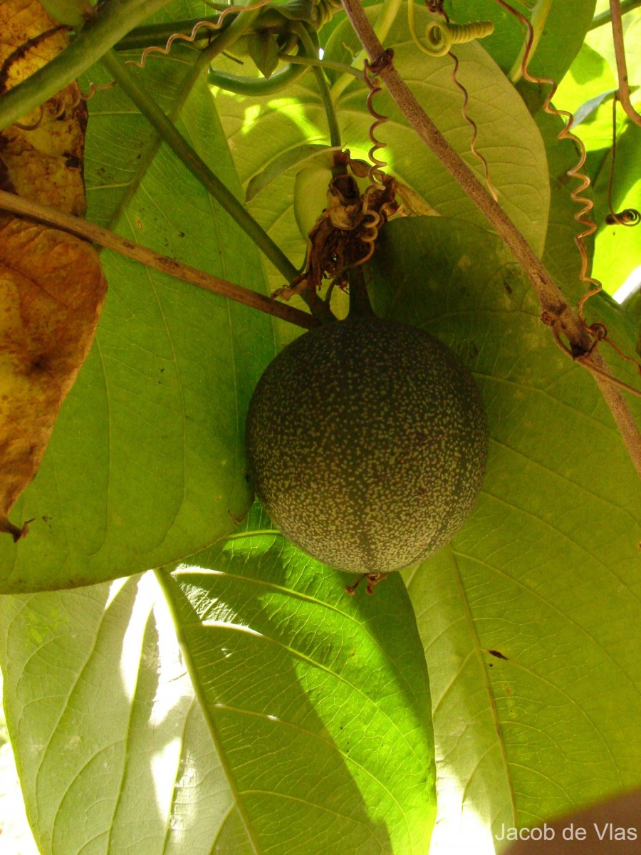 Passiflora ligularis Juss.